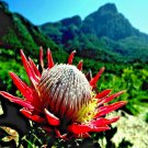 10 King Protea Cynaroides Seed Giant 12 Flowers Exotic Garden