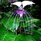 10 White Bat Orchid Flower Seed Tacca Integrifolia Exotic Tropical House