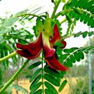 20 Hummingbird Tree Seed Sesbania Grandiflora Agati Flower Fast