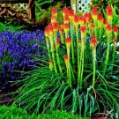 20 Dwarf Fire Dance Torch Lily Flower Seed Kniphofia Hirsuta