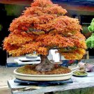 20 Trident Maple Tree Seed Acer Buergerianum Fall Colors