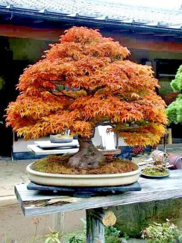 20 Trident Maple Tree Seed Acer Buergerianum Fall Colors
