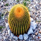 25 Golden Barrel Ball Cactus Seed Echinocactus Grusonii Flowering Cacti
