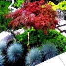 5 Dwarf Japanese Red Linear Leaf Maple Tree Seed Acer Scolopendrifolium