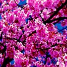 5 Japanese Sakura Cherry Blossom Tree Seed Prunus Sargentii Flower