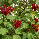 50 Annat Dye Lipstick Tree Seed Bixa Orellana Tropical Pink Flowers