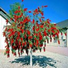 50 Weeping Bottlebrush Flower Tree Seed Garden Callistemon Viminalis