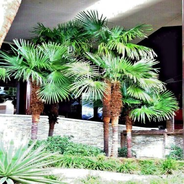 50 Windmill Fan Palm Tree Seed Trachycarpus Fortunei Most Cold Palm