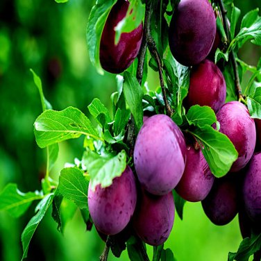 American Plum Tree Seed Prunus Americana Fast Flower