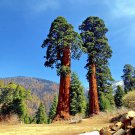 Giant Sequoia Sierra Redwood Seed Sequoiadendron Giganteum Fast