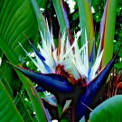Giant White Bird Of Paradise Seed Strelitzia Nicolai Tropical Flower
