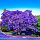Jacaranda Fern Tree Seed Mimosifolia Acutifolia Tropical Blue Flowers