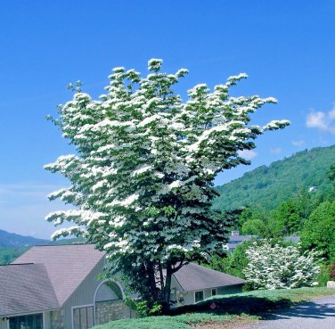 Kousa Dogwood Tree Seed Chinese Milky Way 5 White Flower Red