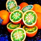 Naranjilla Orange Tree Seed Solanum Quitoense Lulo Qui Garden