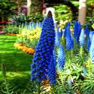Pride Of Madeira Flower Seed Echium Fastuosum Blue Tower Of Jewels Garden