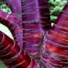 Tibetan Paper Birchbark Cherry Tree Seed Prunus Serrula Shiny Bark