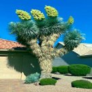 10 Blue Yucca Tree Seed Yucca Rigida Exotic Agave