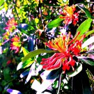 10 Chilean Firebush Tree Seed Embothrium Coccineum Flame Flower