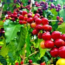 10 Hawaiian Kona Coffee Bean Seed Coffea Arabica Mountain Tree