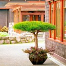 10 Japanese Red Pine Pinus Densiflora Tree Seed Evergreen Landscape Or