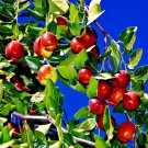 10 Jujube Tree Seed Red Chinese Date Indian Plum Super Fast
