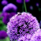 10 Purple Sensation Seed Allium Aflatunense Large 46 Flowers Butterflies