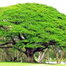 10 Rain Tree Seed Monkey Pod Albizia Saman Tropical Flower