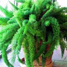 20 Asparagus Foxtail Fern Seed Myers House Tropical Flower Garden