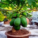 20 Dwarf Solo Waimanalo Tree Seed Carica Papaya Fast House