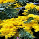 20 Golden Mimosa Tree Seed Acacia Baileyana Yellow Wattle Flower Fast Growing