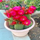 20 Red Torch Flowering Cactus Cacti Seed Desert'S Blooming Jewel