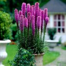 50 Purple Blazing Star Flower Seed Liatris Spicata Cold 3 Butterfly