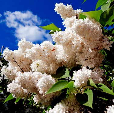 Japanese White Lilac Tree Seed Flower Cold Butterflies Hummingbirds