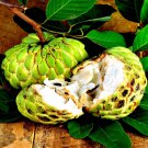 Organic Sugar Apple Tree Seed Annona Squamosa Tropical Sweetsop