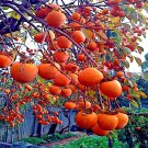 Persimmon Tree Seed Diospyros Virginiana Sugar Plum