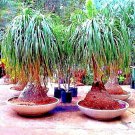 Ponytail Palm Tree Seed Beaucarnea Recurvata Elephant Foot Indoor House
