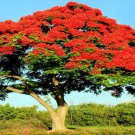 Royal Poinciana Red Flame Tree Seed Delonix Regia Tropical Flamboyant Flower