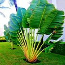 Travelers Palm Tree Seed Ravenala Madagascariensis Bird Of Paradise