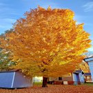 Trident Maple Tree Seed Acer Buergerianum Fall Colors
