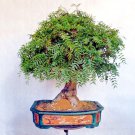 10 Chinese Pistachio Pistache Pistacia Chinensis Tree Seed Fall Color