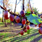 10 Date Plum Tree Seed Diospyros Lotus Mediterranean Persimmon