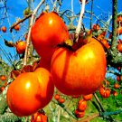 10 Japanese Persimmon Tree Seed Diospyros Kaki Asia Garden