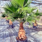 10 Mexican Fan Palm Tree Seed Washingtonia Robusta Tropical Exotic Cold