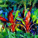 10 Red Abyssinian Musa Ensete Ventricosum False Banana Tree Seed