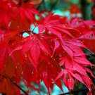 10 Red Japanese Maple Tree Seed Palmatum Atropurpureum Cold
