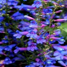 20 Blue Beard Tongue Flower Seed Penstemon Spectabilis Butterflies Hummingbirds