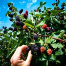 20 California Pacific Trailing Blackberry Seed Rubus Ursinus Vine