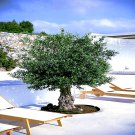20 Canino Olive Tree Seed Olea Europaea European Common Edible