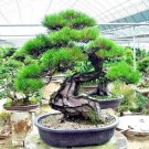 20 Japanese Black Pine Tree Seed Pinus Thunbergii Easy & Famous For