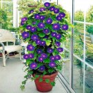 20 Purple Morning Glory Flower Vine Seed Ipomoea Purpurea Climber